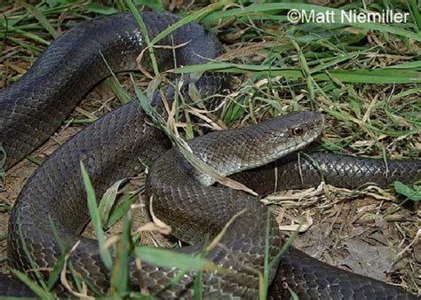 Yellow-bellied Kingsnake | State of Tennessee, Wildlife Resources Agency