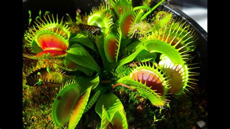 Carnivorous Plants | Doovi