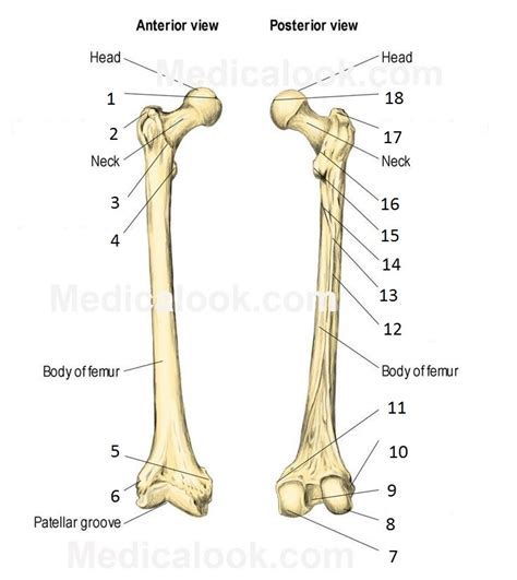 Bone Markings of Femur Diagram | Quizlet