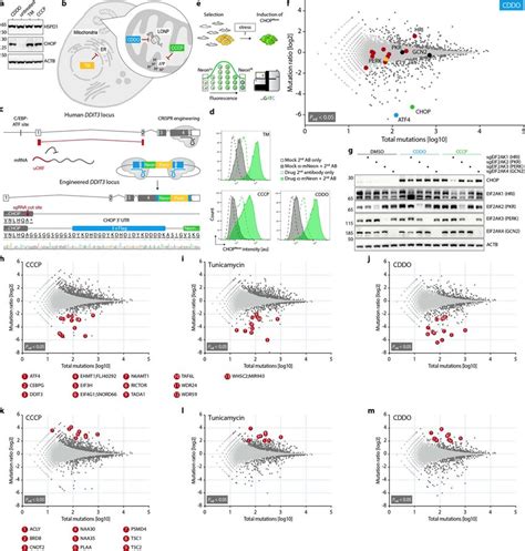 CHOP and CHOPNeon protein levels in the context of different types of... | Download Scientific ...