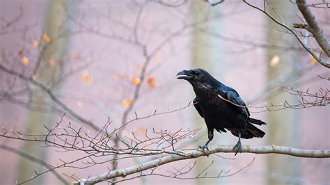 Bing HD Wallpaper Oct. 30, 2023: Common raven - Bing Wallpaper Gallery