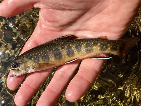 Wild Brook Trout Fishing in New Hampshire’s White Mountains River Fishing