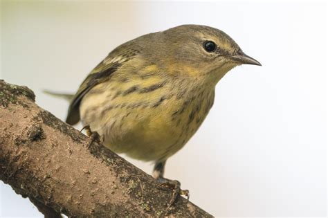 Cape May Warbler (female-1st fall) – Jeremy Meyer Photography