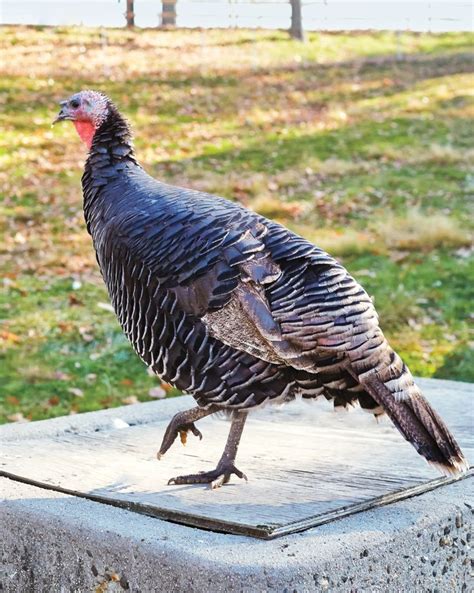 All About Heritage Turkeys | Heritage breeds, Breeds, Livestock farming