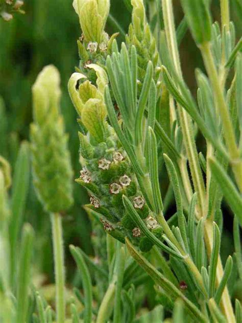 Lavender. Deer, pest and disease resistant, drought tolerant, fragrant! | Cultivate Garden & Gift