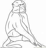 Baboon Coloring Pages Animal African Animals Wild Kids Drawing Africa  sketch template