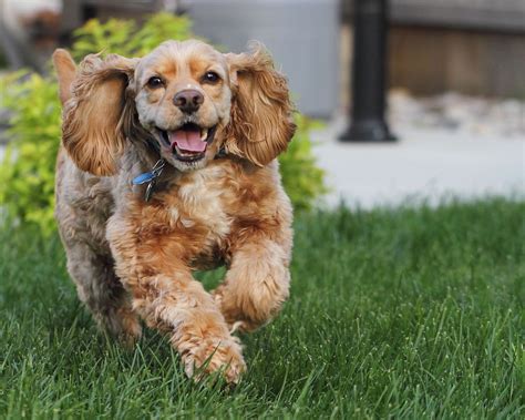 What Kind Of Dog Has Floppy Ears