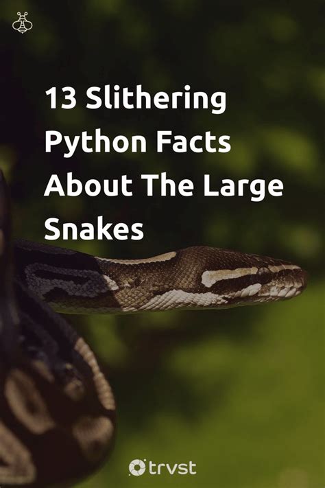 a snake with the title 13 slithering python fact about the large snakes