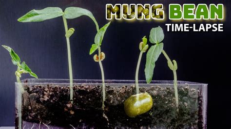 Mung Bean Sprouts Time Lapse - 12 Days Growing - YouTube