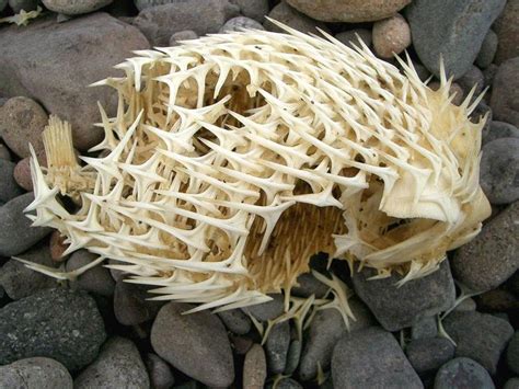 In Case You’ve Never Seen a Porcupinefish’s Skeleton Before » TwistedSifter