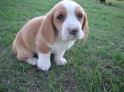 Basset Hound Puppy Pictures Information | Puppy Pictures and Information