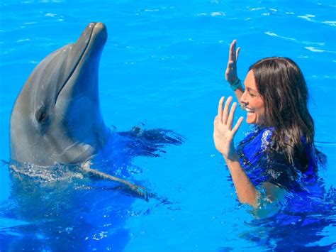 How Intelligent are Dolphins - Over The Bridge