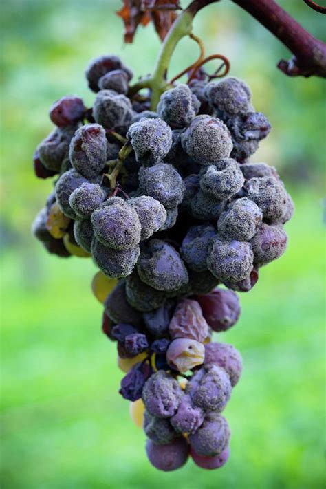 Aged Semillon Grapes Digital Art by Massimo Ripani