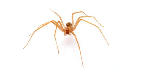 Are There Brown Recluse Spiders In Ohio