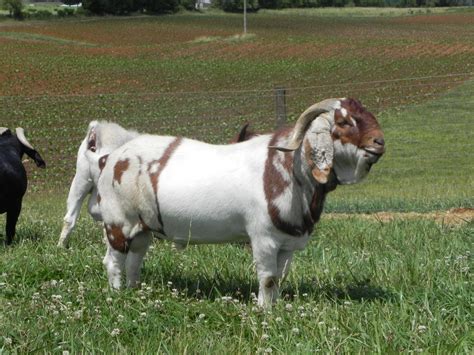 Boer Goat with unusual markings. Landi would be tempted to keep this one for breeding just for ...