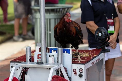 South Carolina's live mascot now named The General - The Daily Gamecock at University of South ...