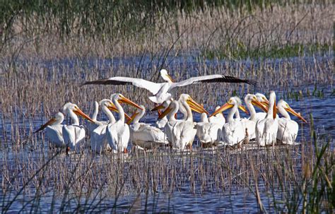 Birds, Wildlife, Sacramento valley