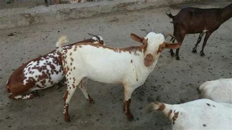 Barbari Goat Retailers & Dealers in India