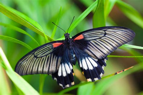 Black White Red Butterfly Free Stock Photo - Public Domain Pictures