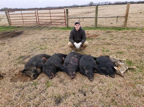 North Texas Hog Hunting | North Texas Hog Hunting Outfitters