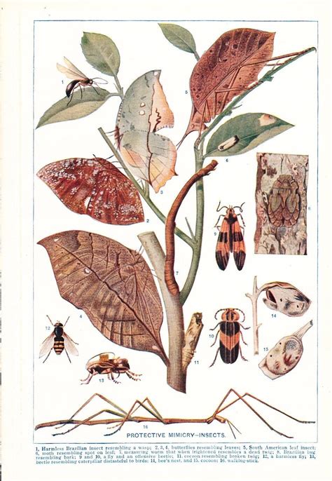 1909 Insect Print Vintage Antique Art Illustration Book