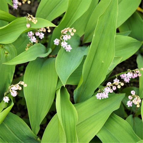 Lily of the Valley Flowering Size Pips for Sale Online | Pink – Easy To Grow Bulbs