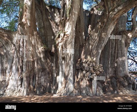 Stoutest trunk of the world of famous Montezuma cypress tree at Santa Maria del Tule city in ...