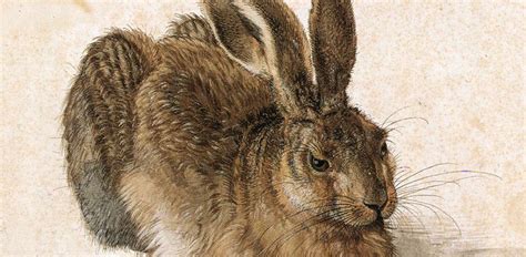 Young Hare by Albrecht Dürer - galleryIntell