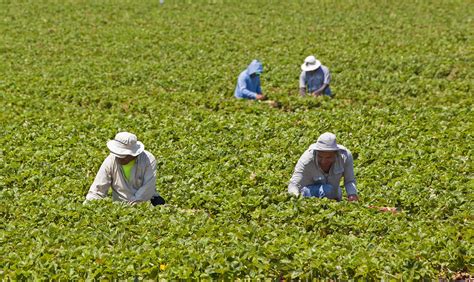 Relentless heat endangers Florida farmworkers - The Farmworker ...