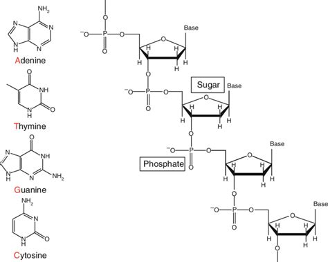 [DIAGRAM] Dna Diagram Sugar Phosphate - MYDIAGRAM.ONLINE