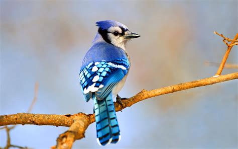 Conoce al arrendajo azul, el bribón inteligente del mundo de las aves - thesenholding