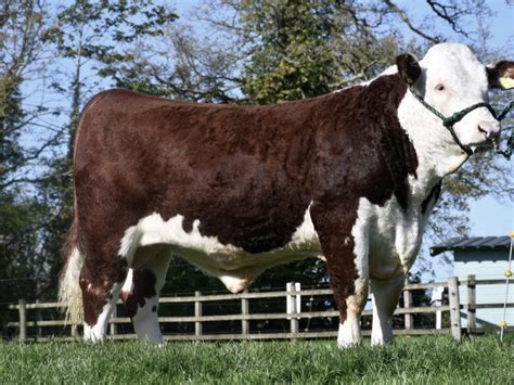 1 Pedigree Hereford Breeding Bull - SellMyLivestock