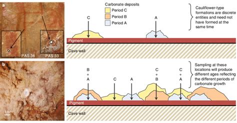 | Schematic of formation of 'cauliflower' speleothems of different ages ...