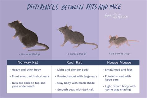 The Difference Between Rats and Mice and Why It Matters