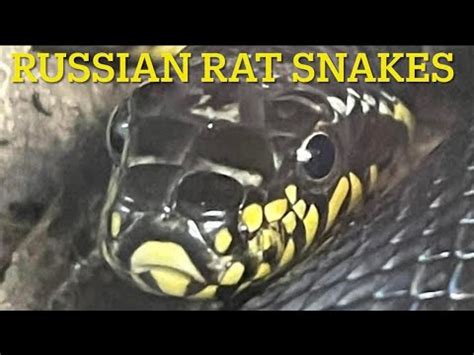 RUSSIAN RAT SNAKES and how to keep them - YouTube