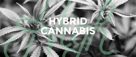 Hybrid Marijuana Strains | Hybrid Cannabis | High Tops Dispensary