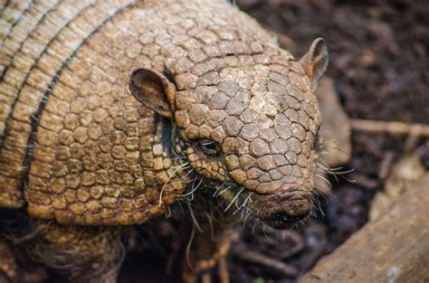 Is it True That Armadillos Carry Leprosy? - Encyclopedia.com