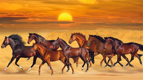 Seven Horses Are Running On Sea Sand During Sunset HD Beautiful ...