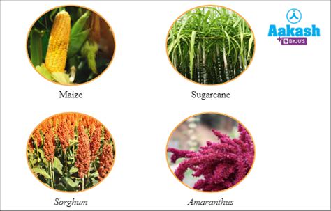 Kranz Anatomy: Diagram, Menaing, Significance & C4 Plants | AESL