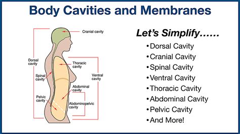 Body Cavities Labeled Organs Membranes Definitions Diagram And | Porn ...