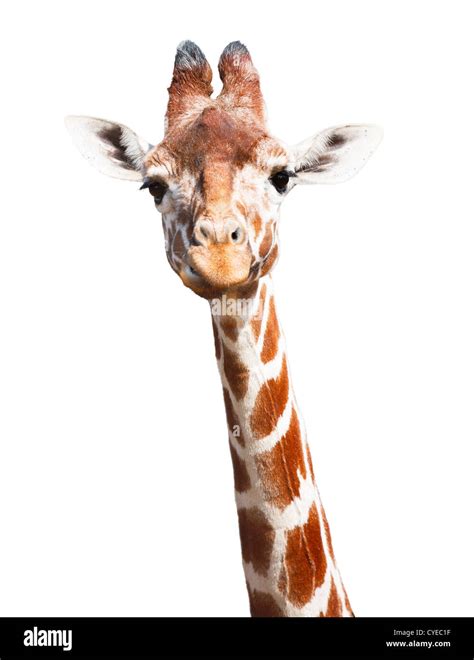 Giraffe head and neck isolated against a white background with clipping ...