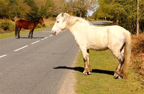 Why Did The New Forest Pony Cross The Road? | New Forest Commoner