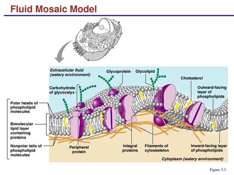 Evangeline Leong: Biology Online Journal: The Fluid Mosaic Model of a Cell Membrane ...