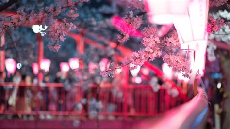 1360x768 Cherry Blossom Flora Flowers 5k Laptop HD ,HD 4k Wallpapers,Images,Backgrounds,Photos ...