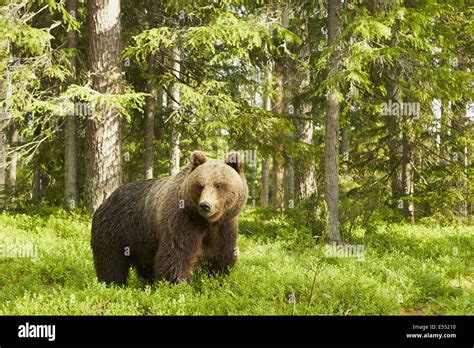 European Brown Bear (Ursus arctos arctos) adult female, standing in boreal forest habitat ...