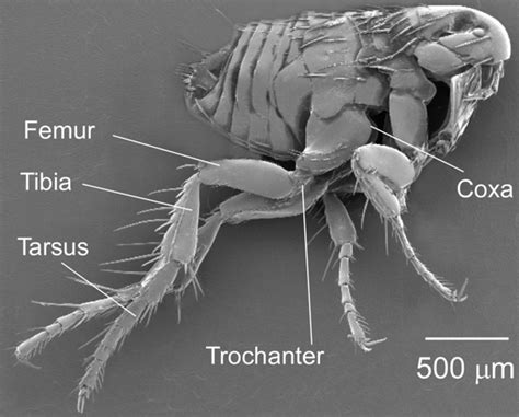 The secret to how high-jumping fleas jump high