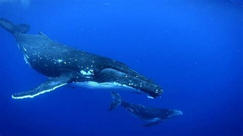 Humpback whale migration | Life on the Reef | Science | Video | PBS ...