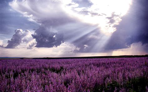 Lavender Fields Wallpaper - WallpaperSafari