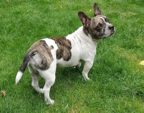 An Extensive Guide To French Bulldog Mixes (Top 15 Mixes)