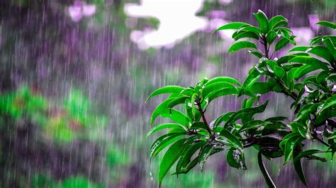 Green Leaves Tree Branches In Rainfall Blur Purple Background HD Rain ...